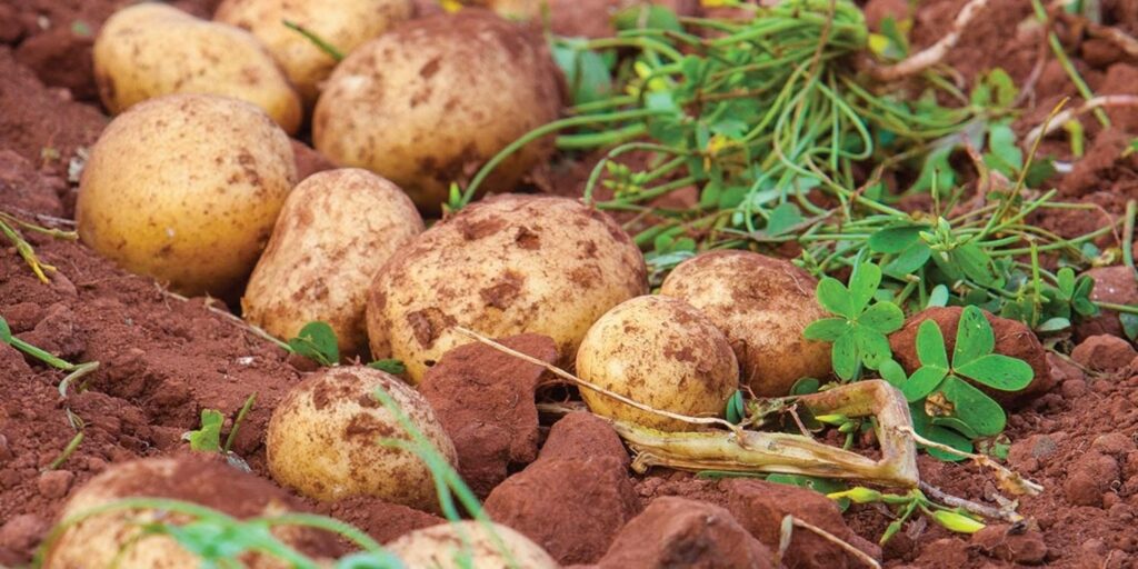 Когда копать картофель, или Как определить, что картошка уже созрела