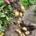 Когда копать картофель, или Как определить, что картошка уже созрела