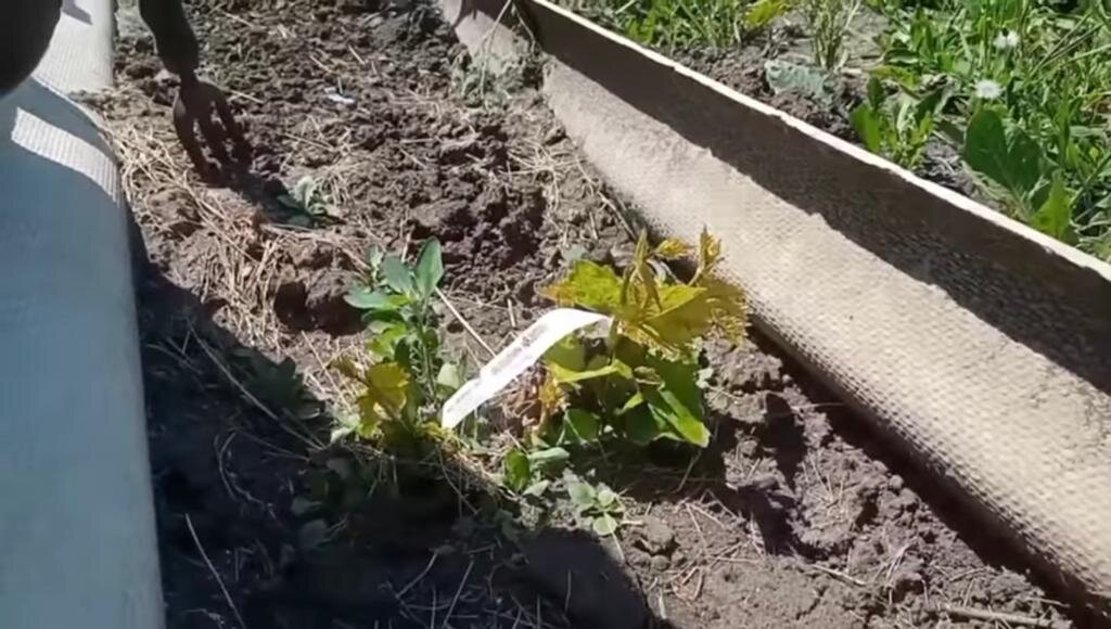 Почему не растет виноград