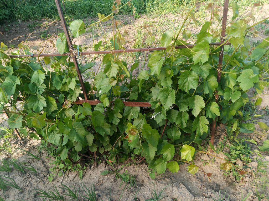 Почему не растет виноград