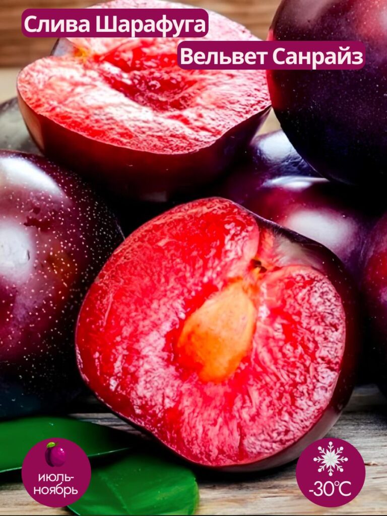 Шарафуга