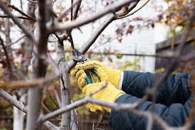 Обрезка молодой груши осенью