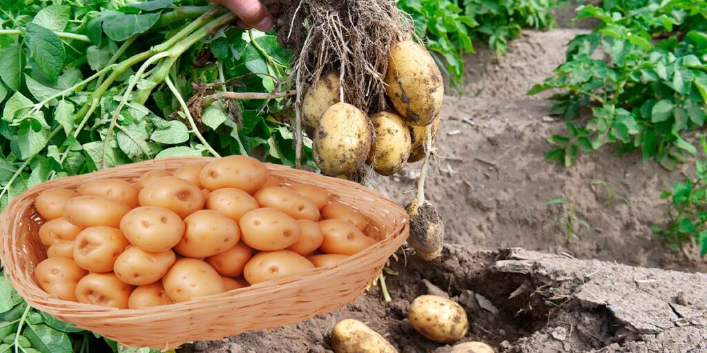 Как хранить картофель