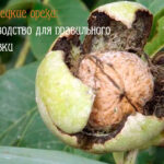 Как собирать грецкие орехи