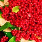 Лимонник китайский из семян дома