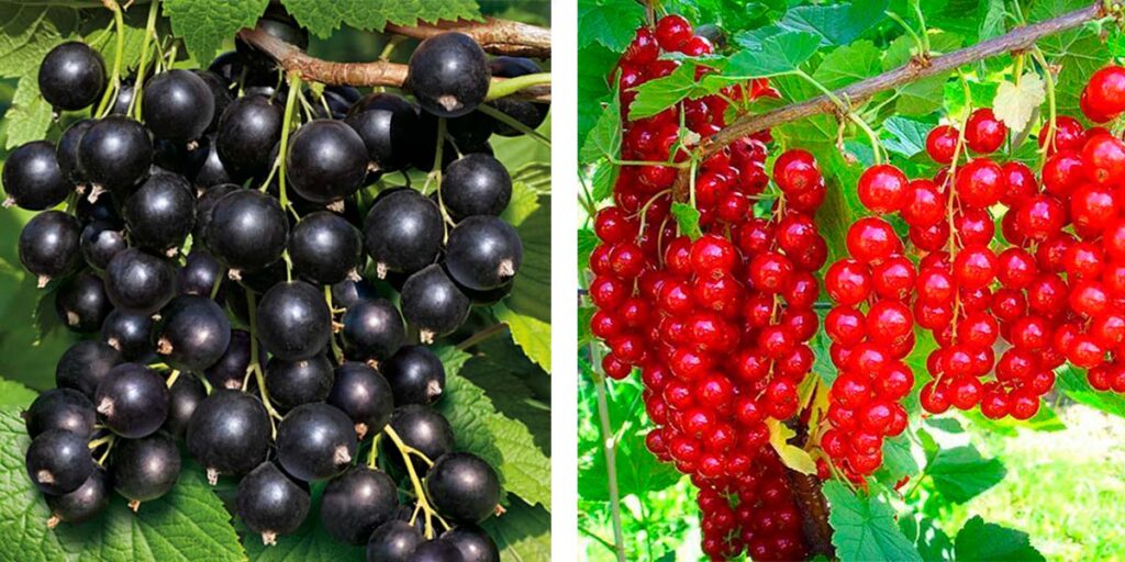 Сколько растут кусты смородины