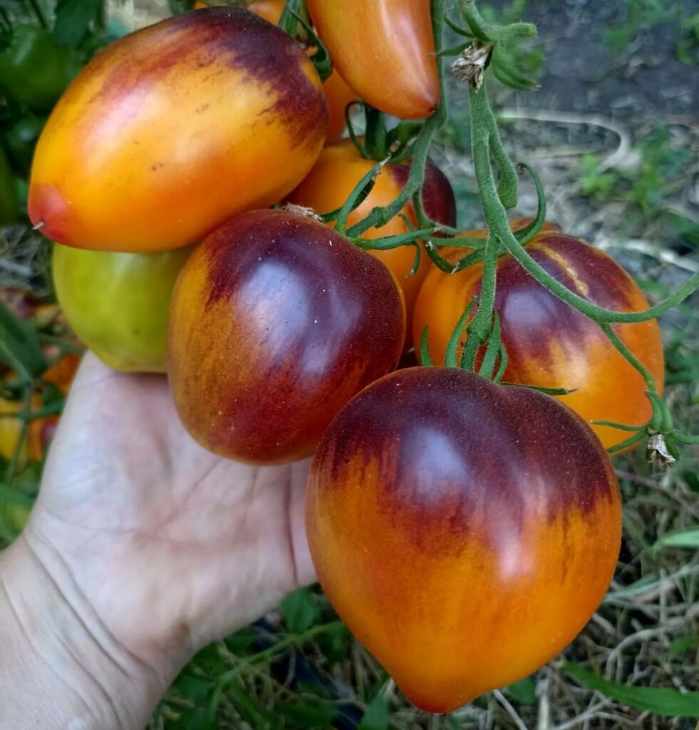 Tomat-Serzhant-pepper