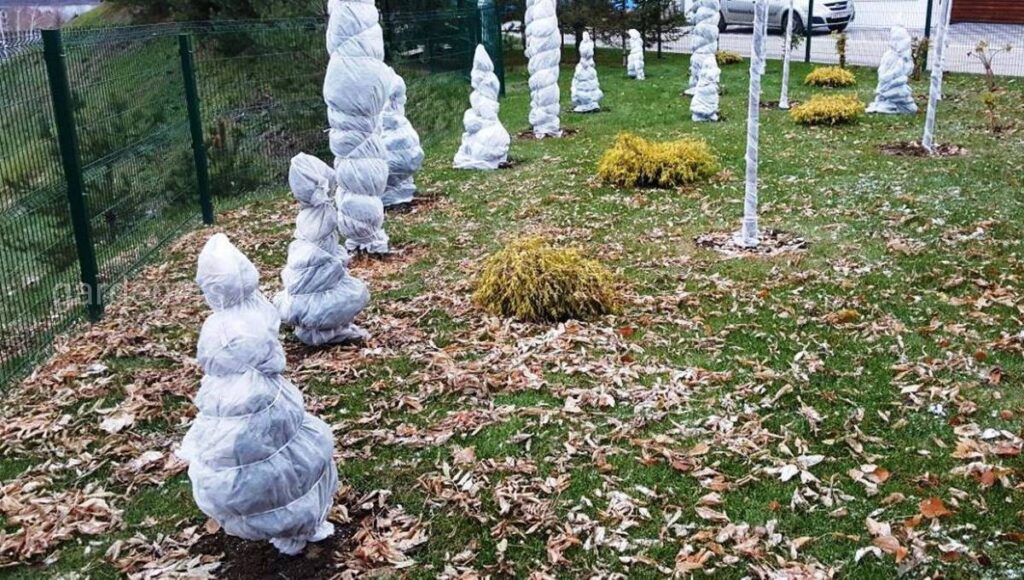 Укрытие лапником или агроволокном