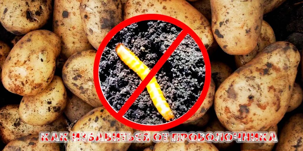 Как избавиться от проволочника