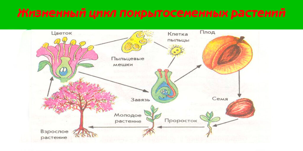 Жизненный цикл покрытосеменных растений